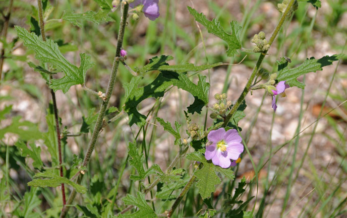 Sphaeralcea fendleri, Fendler’s Globemallow